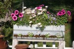 Chicken Feeder Planter