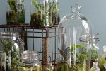 Terrariums with vintage milk crate
