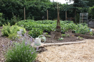 Organic Vegetable Garden