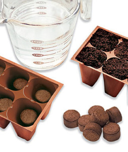 Flower Seeds