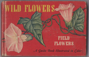 Wildflowers