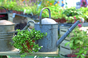 Rustic Garden Watering Can