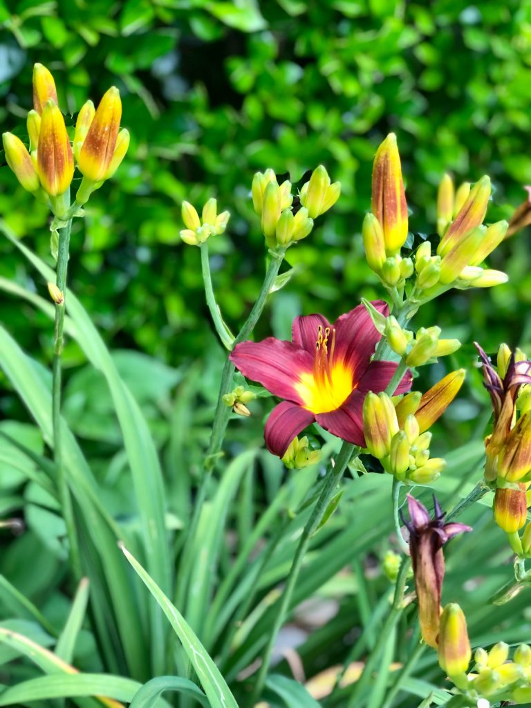 perennial day lillies