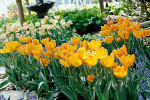 Spring Tulips Image