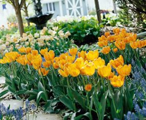Plant Spring Flowering Bulbs Now