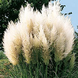 White Pampas Grass