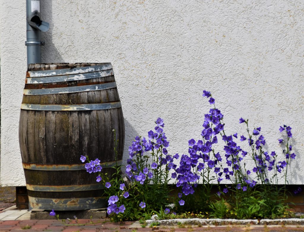 garden rain barrel