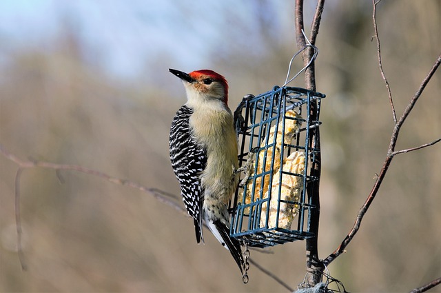 Suet bird feeder