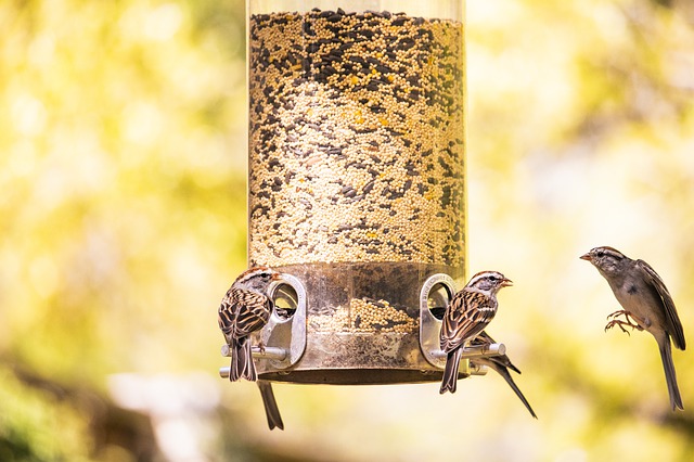 Helping Birds Through The Winter: Feeding