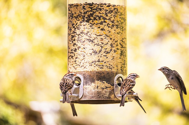 birds at birdfeeder