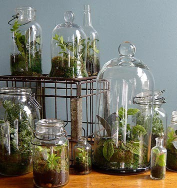 Terrariums with vintage milk crate