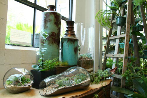 Terrariums