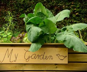 Grow Vegetables in a Raised Bed Garden
