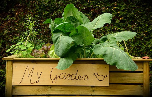 Raised bed vegetable garden