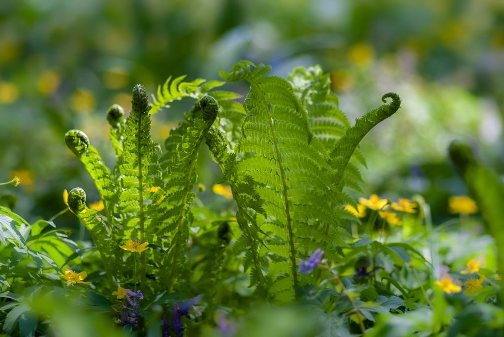 garden plants