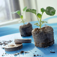 How to Start Seeds How to Start Seeds