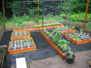 Square Foot Garden