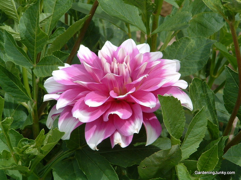 Dahlia Dahlia
