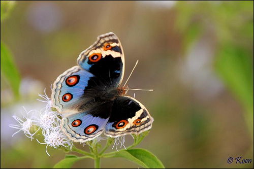 butterfly garden