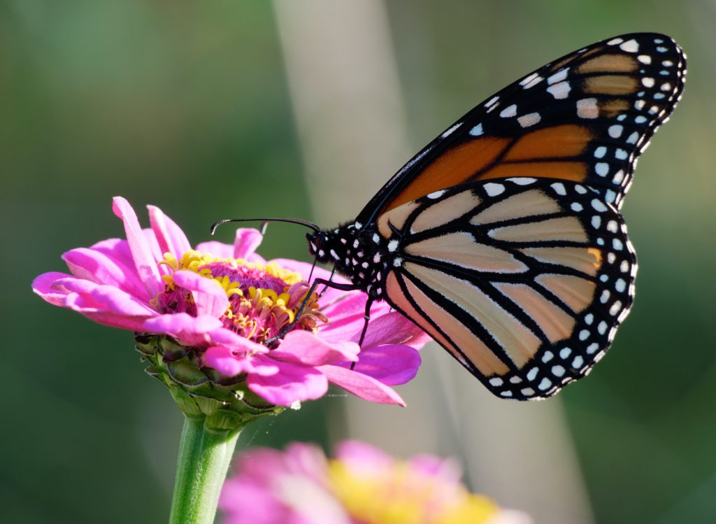 butterfly garden