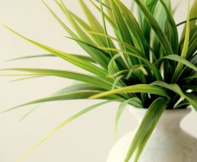 Houseplants Will Brighten Your Home And Your Day