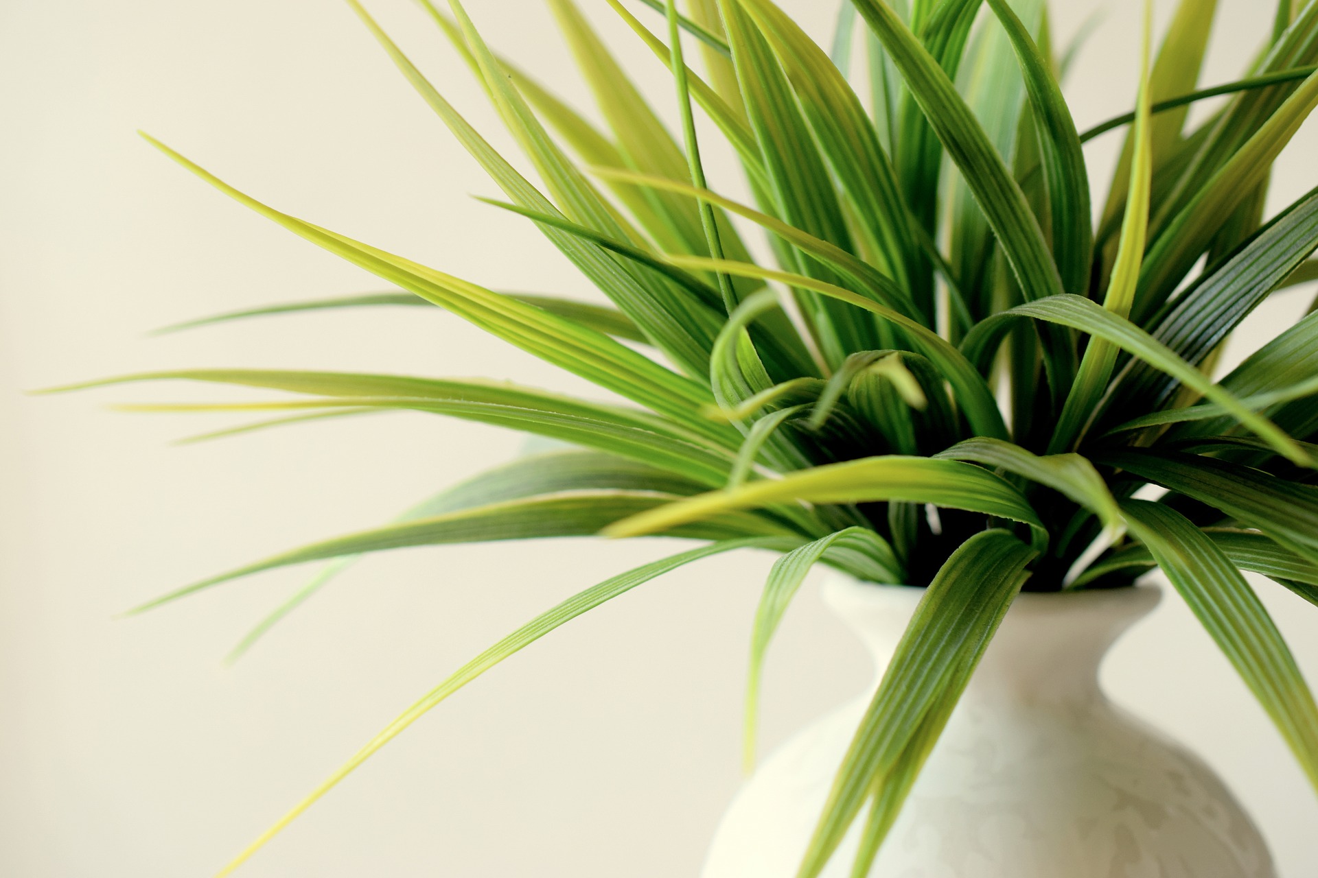 Houseplants Will Brighten Your Home And Your Day