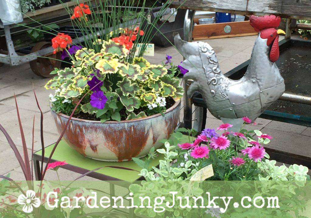 Rooster and planters at Gardening Junky