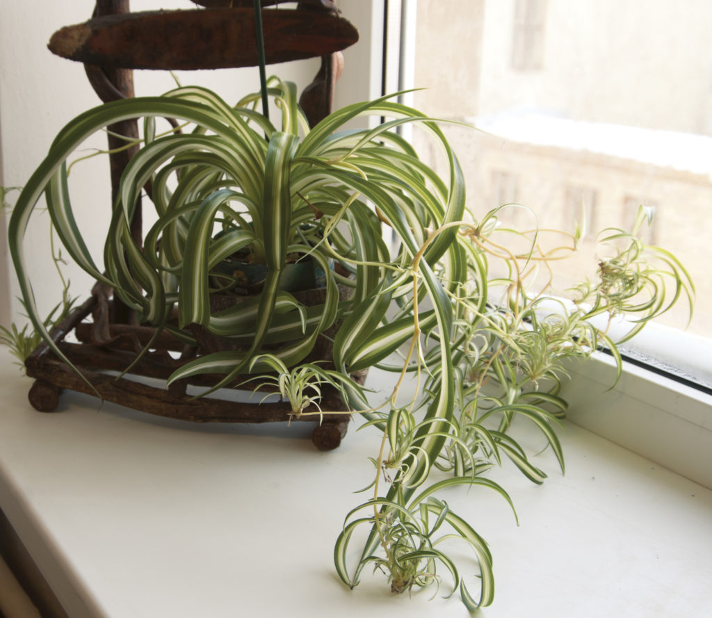 Spider plant