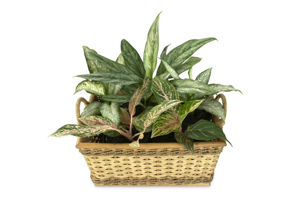 Dieffenbachia.