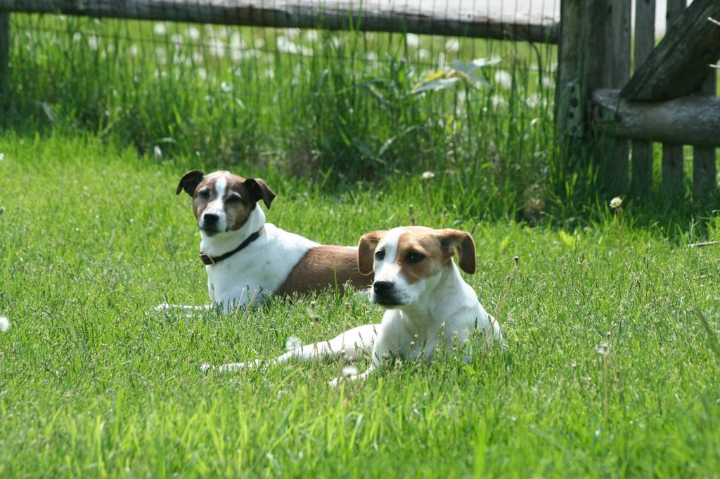 Dogs in backyard