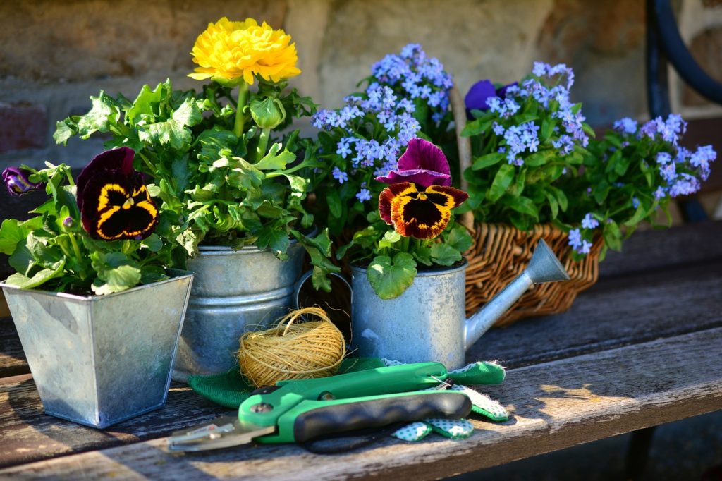 Garden flowers