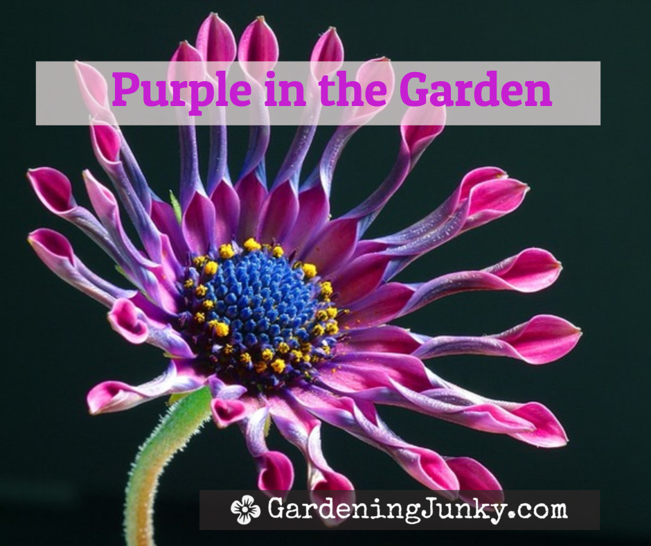 Purple in the Garden