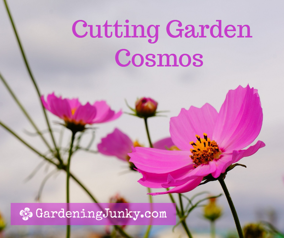 Cutting Garden - Cosmos