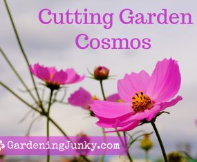 Cutting Garden Cosmos