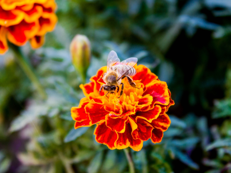 Garden Pollinators