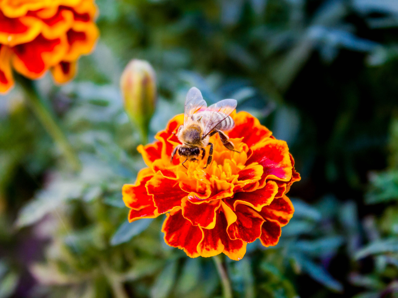 Why Garden Pollinators Matter: 5 Crucial Questions Explained