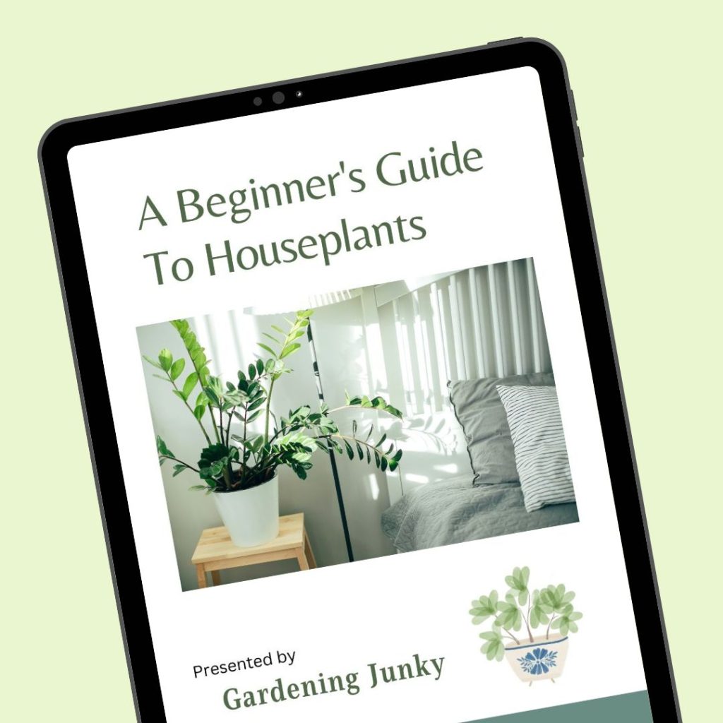 Beginners guide to houseplants