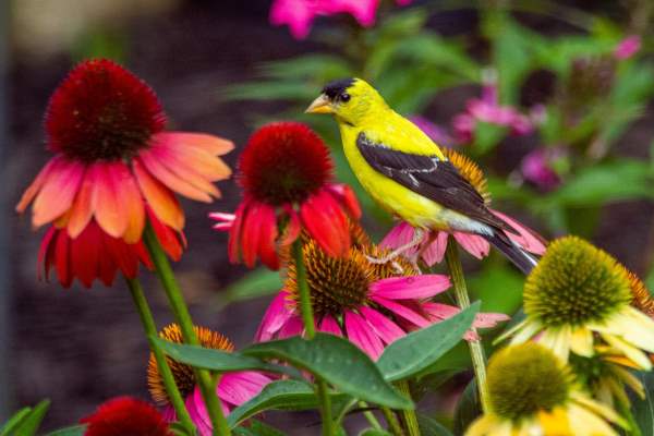 Coneflowers for birds